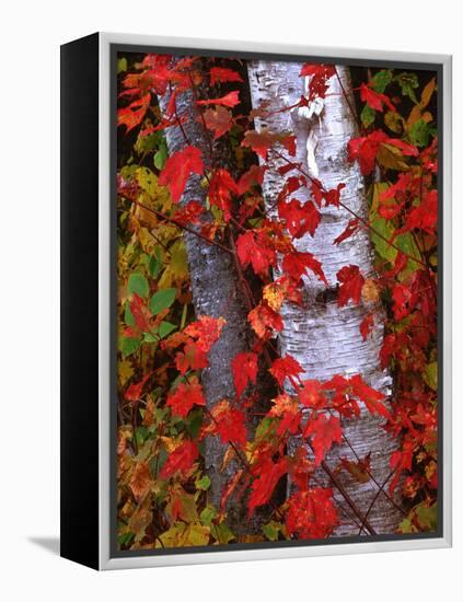 Trees in Autumn, White Mountains, New Hampshire, USA-Dennis Flaherty-Framed Premier Image Canvas