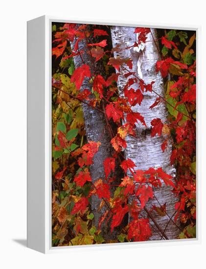 Trees in Autumn, White Mountains, New Hampshire, USA-Dennis Flaherty-Framed Premier Image Canvas