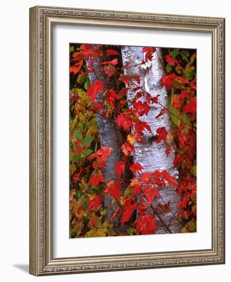 Trees in Autumn, White Mountains, New Hampshire, USA-Dennis Flaherty-Framed Photographic Print