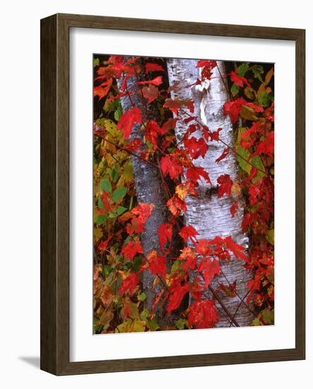 Trees in Autumn, White Mountains, New Hampshire, USA-Dennis Flaherty-Framed Photographic Print