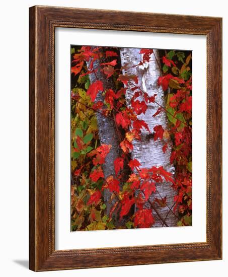 Trees in Autumn, White Mountains, New Hampshire, USA-Dennis Flaherty-Framed Photographic Print