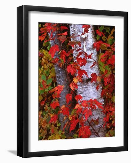 Trees in Autumn, White Mountains, New Hampshire, USA-Dennis Flaherty-Framed Photographic Print