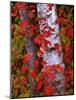 Trees in Autumn, White Mountains, New Hampshire, USA-Dennis Flaherty-Mounted Photographic Print