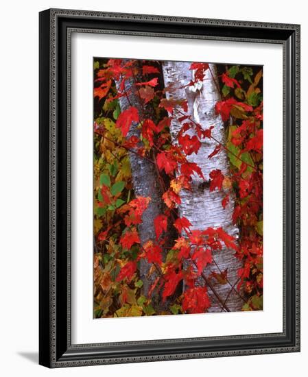 Trees in Autumn, White Mountains, New Hampshire, USA-Dennis Flaherty-Framed Photographic Print