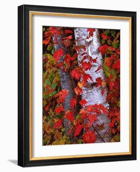 Trees in Autumn, White Mountains, New Hampshire, USA-Dennis Flaherty-Framed Photographic Print