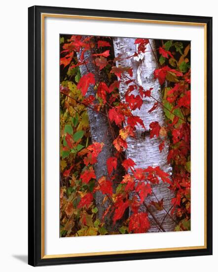 Trees in Autumn, White Mountains, New Hampshire, USA-Dennis Flaherty-Framed Photographic Print