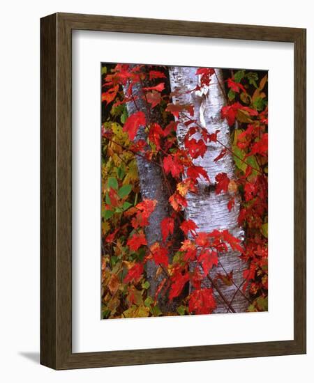 Trees in Autumn, White Mountains, New Hampshire, USA-Dennis Flaherty-Framed Photographic Print