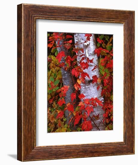 Trees in Autumn, White Mountains, New Hampshire, USA-Dennis Flaherty-Framed Photographic Print