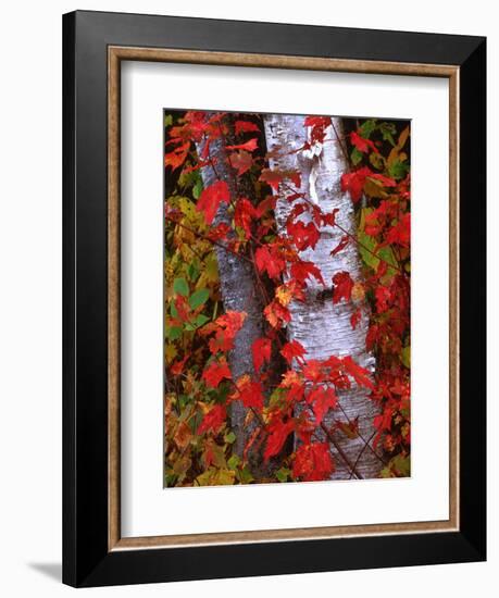 Trees in Autumn, White Mountains, New Hampshire, USA-Dennis Flaherty-Framed Photographic Print