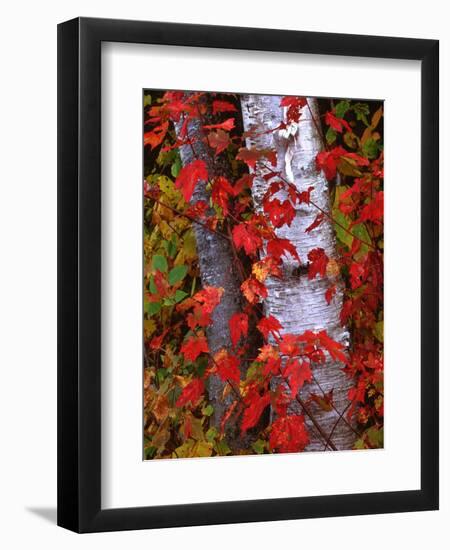 Trees in Autumn, White Mountains, New Hampshire, USA-Dennis Flaherty-Framed Photographic Print