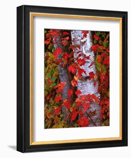 Trees in Autumn, White Mountains, New Hampshire, USA-Dennis Flaherty-Framed Photographic Print