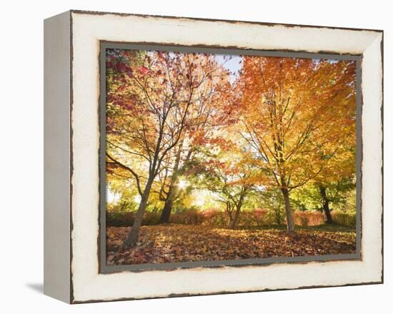 Trees in Autumn-Robert Llewellyn-Framed Premier Image Canvas