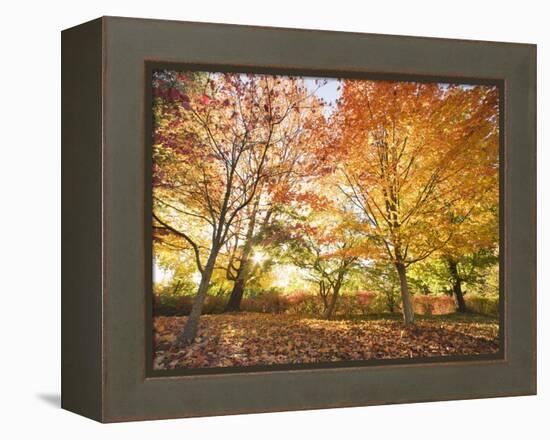 Trees in Autumn-Robert Llewellyn-Framed Premier Image Canvas