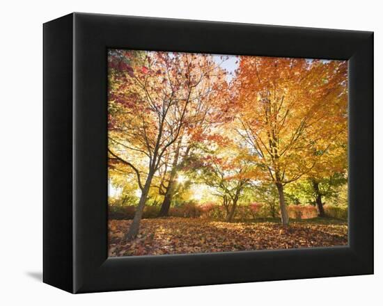 Trees in Autumn-Robert Llewellyn-Framed Premier Image Canvas
