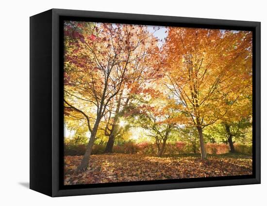 Trees in Autumn-Robert Llewellyn-Framed Premier Image Canvas