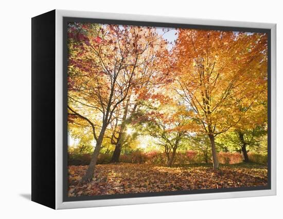 Trees in Autumn-Robert Llewellyn-Framed Premier Image Canvas
