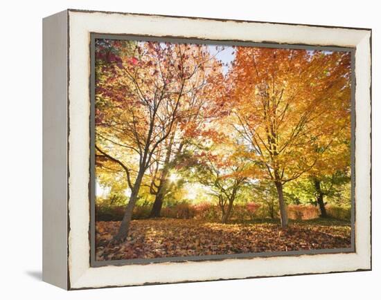 Trees in Autumn-Robert Llewellyn-Framed Premier Image Canvas