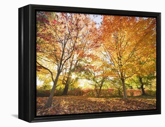 Trees in Autumn-Robert Llewellyn-Framed Premier Image Canvas