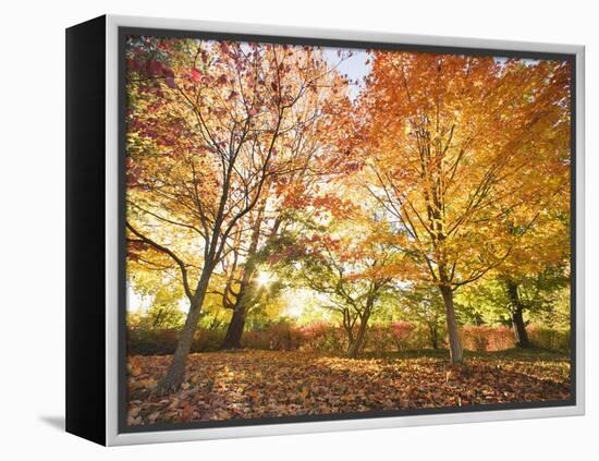 Trees in Autumn-Robert Llewellyn-Framed Premier Image Canvas