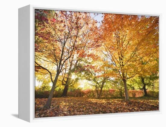 Trees in Autumn-Robert Llewellyn-Framed Premier Image Canvas