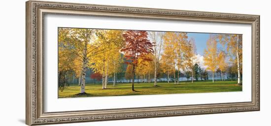 Trees in Autumn-null-Framed Photographic Print