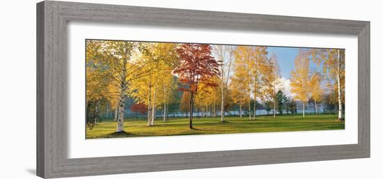 Trees in Autumn-null-Framed Photographic Print