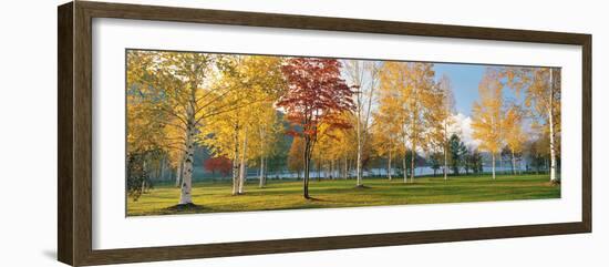 Trees in Autumn-null-Framed Photographic Print