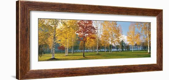 Trees in Autumn-null-Framed Photographic Print