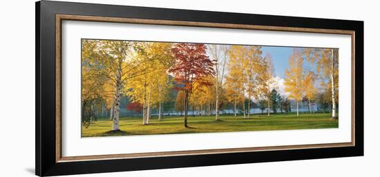 Trees in Autumn-null-Framed Photographic Print