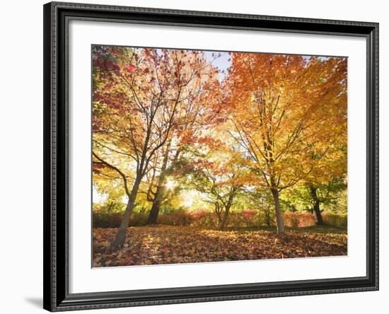 Trees in Autumn-Robert Llewellyn-Framed Photographic Print