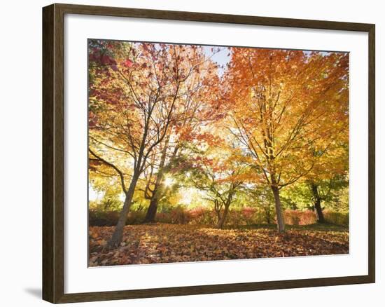 Trees in Autumn-Robert Llewellyn-Framed Photographic Print