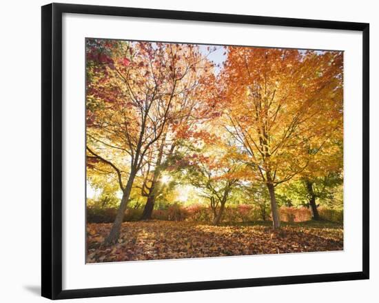 Trees in Autumn-Robert Llewellyn-Framed Photographic Print