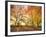 Trees in Autumn-Robert Llewellyn-Framed Photographic Print