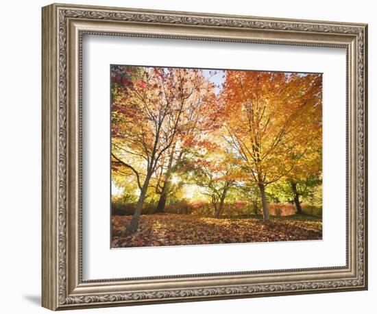 Trees in Autumn-Robert Llewellyn-Framed Photographic Print