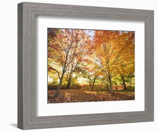 Trees in Autumn-Robert Llewellyn-Framed Photographic Print