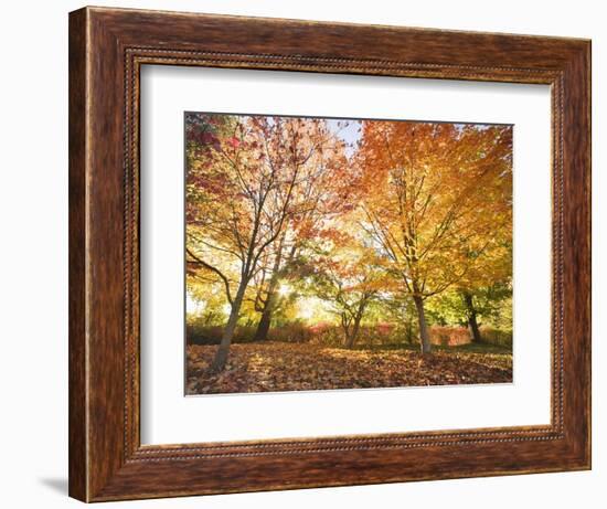 Trees in Autumn-Robert Llewellyn-Framed Photographic Print