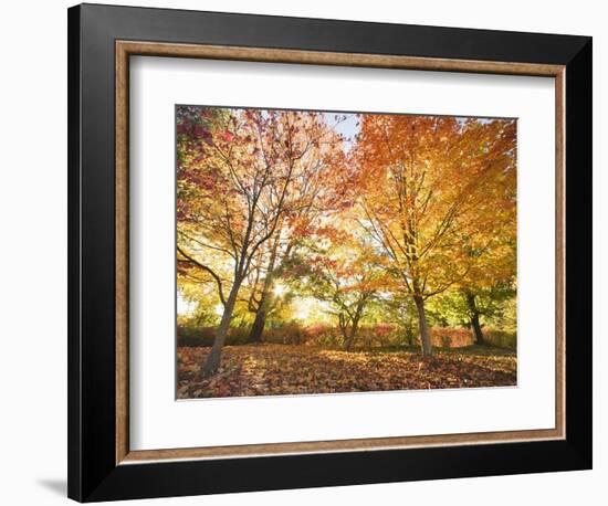 Trees in Autumn-Robert Llewellyn-Framed Photographic Print