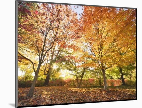 Trees in Autumn-Robert Llewellyn-Mounted Photographic Print