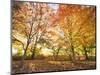 Trees in Autumn-Robert Llewellyn-Mounted Photographic Print