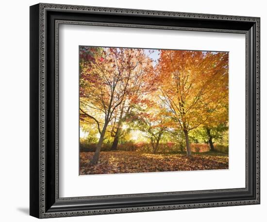 Trees in Autumn-Robert Llewellyn-Framed Photographic Print