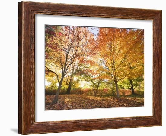 Trees in Autumn-Robert Llewellyn-Framed Photographic Print