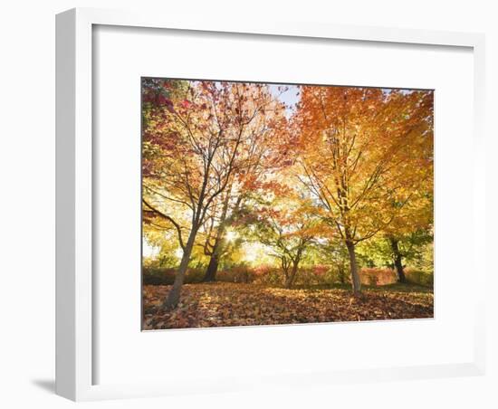 Trees in Autumn-Robert Llewellyn-Framed Photographic Print