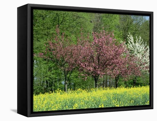 Trees in Blossom in Farmland in the Seine Valley, Eure, Basse Normandie, France, Europe-David Hughes-Framed Premier Image Canvas