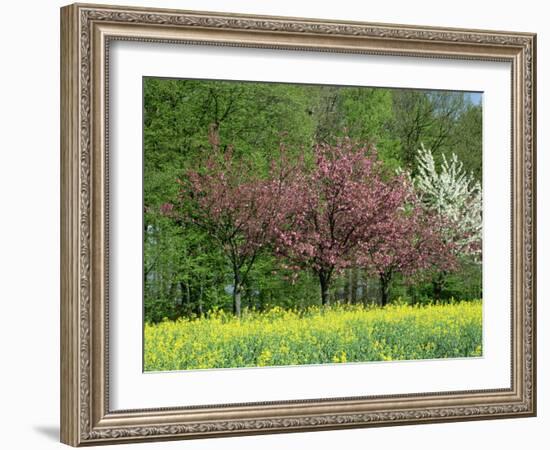 Trees in Blossom in Farmland in the Seine Valley, Eure, Basse Normandie, France, Europe-David Hughes-Framed Photographic Print