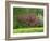Trees in Blossom in Farmland in the Seine Valley, Eure, Basse Normandie, France, Europe-David Hughes-Framed Photographic Print