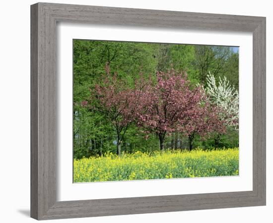 Trees in Blossom in Farmland in the Seine Valley, Eure, Basse Normandie, France, Europe-David Hughes-Framed Photographic Print