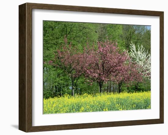 Trees in Blossom in Farmland in the Seine Valley, Eure, Basse Normandie, France, Europe-David Hughes-Framed Photographic Print