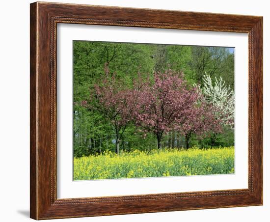 Trees in Blossom in Farmland in the Seine Valley, Eure, Basse Normandie, France, Europe-David Hughes-Framed Photographic Print