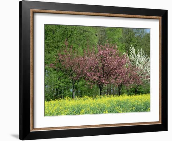 Trees in Blossom in Farmland in the Seine Valley, Eure, Basse Normandie, France, Europe-David Hughes-Framed Photographic Print