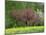 Trees in Blossom in Farmland in the Seine Valley, Eure, Basse Normandie, France, Europe-David Hughes-Mounted Photographic Print